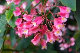 キダチベゴニア:11月7日の誕生花