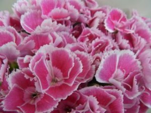 ダイアンサス:11月9日の誕生花