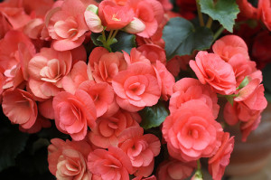 エラチオールベゴニア：１１月１１日の誕生花