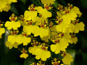 オンシジューム:11月13日の誕生花