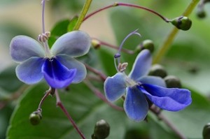 ブルーエルフィン:11月14日の誕生花