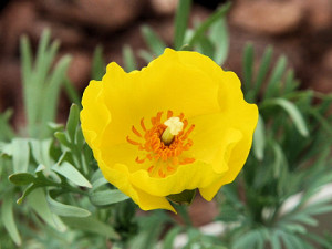 ハンネマニア:11月15日の誕生花