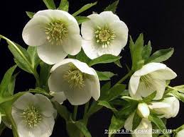 クリスマスローズ:11月16日の誕生花