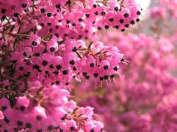 ジャノメエリカ:11月25日の誕生花