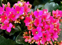 カランコエ:12月1日の誕生花