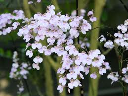 イオノプシス:12月2日の誕生花