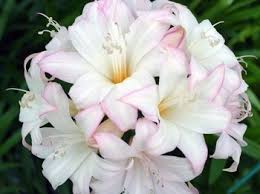 ベラドンナ・リリー:12月3日の誕生花