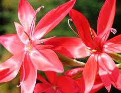 ウインターグラジオラス:12月4日の誕生花