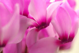 シクラメン:12月5日の誕生花