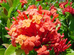 サンタンカ:12月6日の誕生花