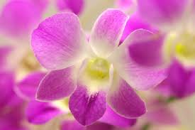 デンファレ:12月7日の誕生花