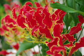 グロリオーサ:12月9日の誕生花