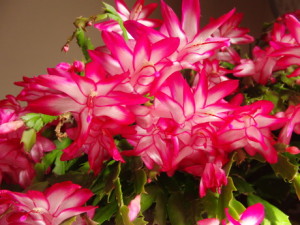 シャコバサボテン:12月10日の誕生花