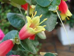 コーレア:12月11日の誕生花