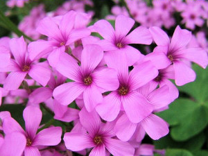 オキザリス:12月15日の誕生花