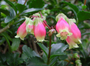 エンゼルランプ：１２月１６日の誕生花