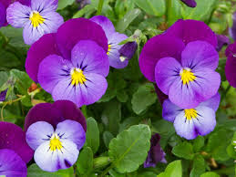 ビオラ:12月18日の誕生花