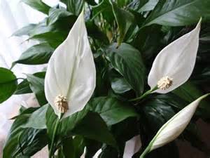 スパティフィラム:12月20日の誕生花