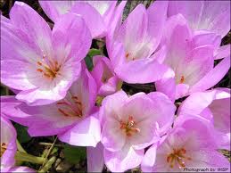 コルチカム:12月21日の誕生花