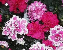 アザレア:12月22日の誕生花