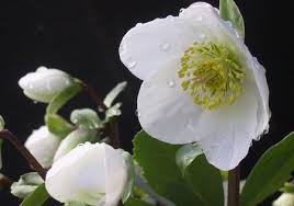 クリスマス・ローズ:12月24日の誕生花