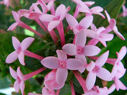 ブバルディア:12月26日の誕生花