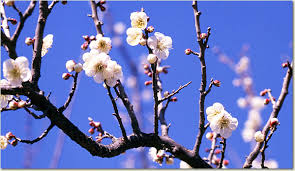 ウメ:12月27日の誕生花