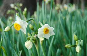 ニホンスイセン:12月30日の誕生花