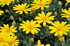 ユリオプスデージー:12月31日の誕生花