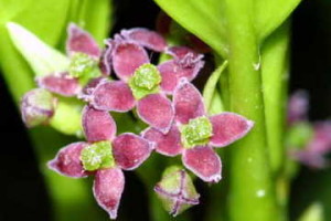 アオキ：１２月１２日の誕生花