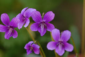 スミレ:1月14日の誕生花