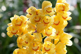 シンビジューム:1月17日の誕生花