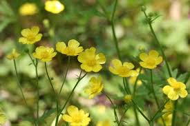 キンポウゲ:1月20日の誕生花