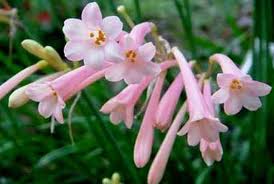 キルタンサス:1月22日の誕生花