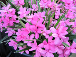 アッツザクラ:1月23日の誕生花