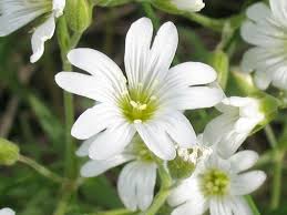 ミミナグサ:1月25日の誕生花