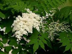 ナナカマド:1月27日の誕生花