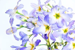 リューココリーネ：２月４日の誕生花