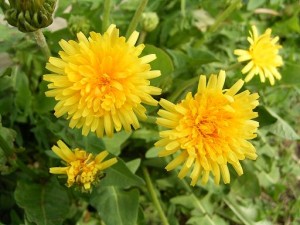 タンポポ：２月７日の誕生花