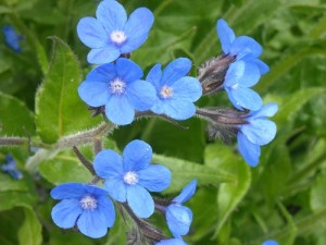 アンチューサ:2月9日の誕生花