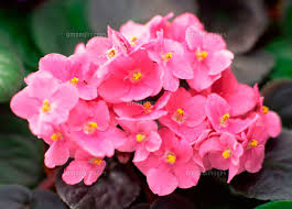 セントポーリア:2月10日の誕生花