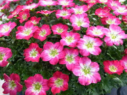 クモマグサ:2月11日の誕生花