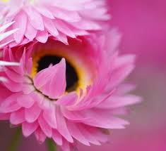 ローダンセ:2月13日の誕生花