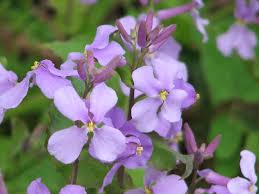 ムラサキハナナ:2月15日の誕生花