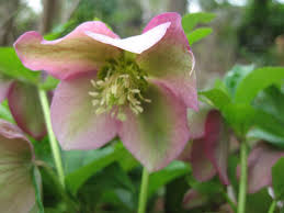 レンテンローズ:2月16日の誕生花