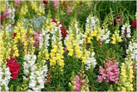 スナップ:2月18日の誕生花