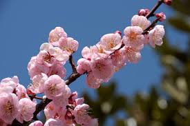 アンズ:2月23日の誕生花