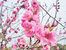 ハナモモ:3月3日の誕生花