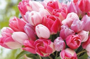 チューリップ：３月６日の誕生花