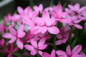 アッツザクラ:3月8日の誕生花